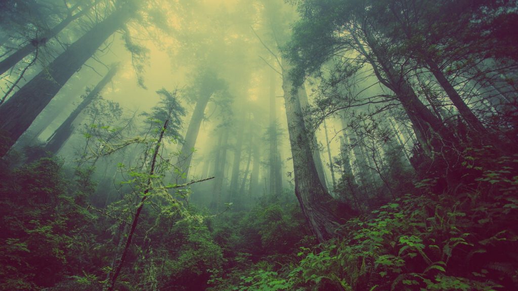 Photo: Misty forest