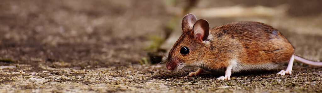 Photo: A little mouse