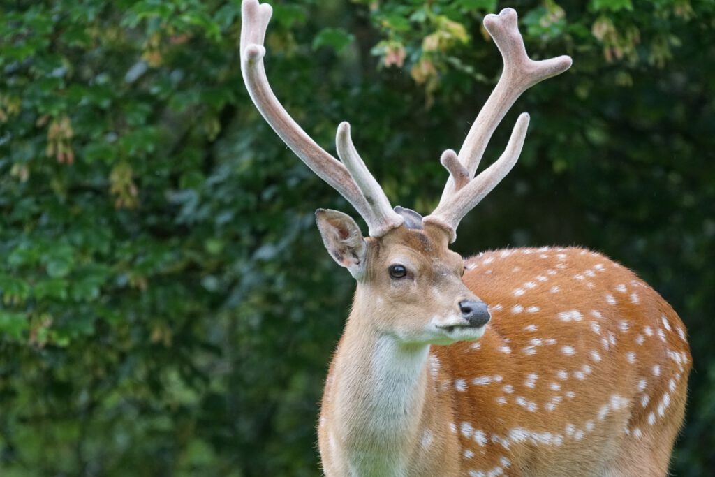 Photo: Male sika deer