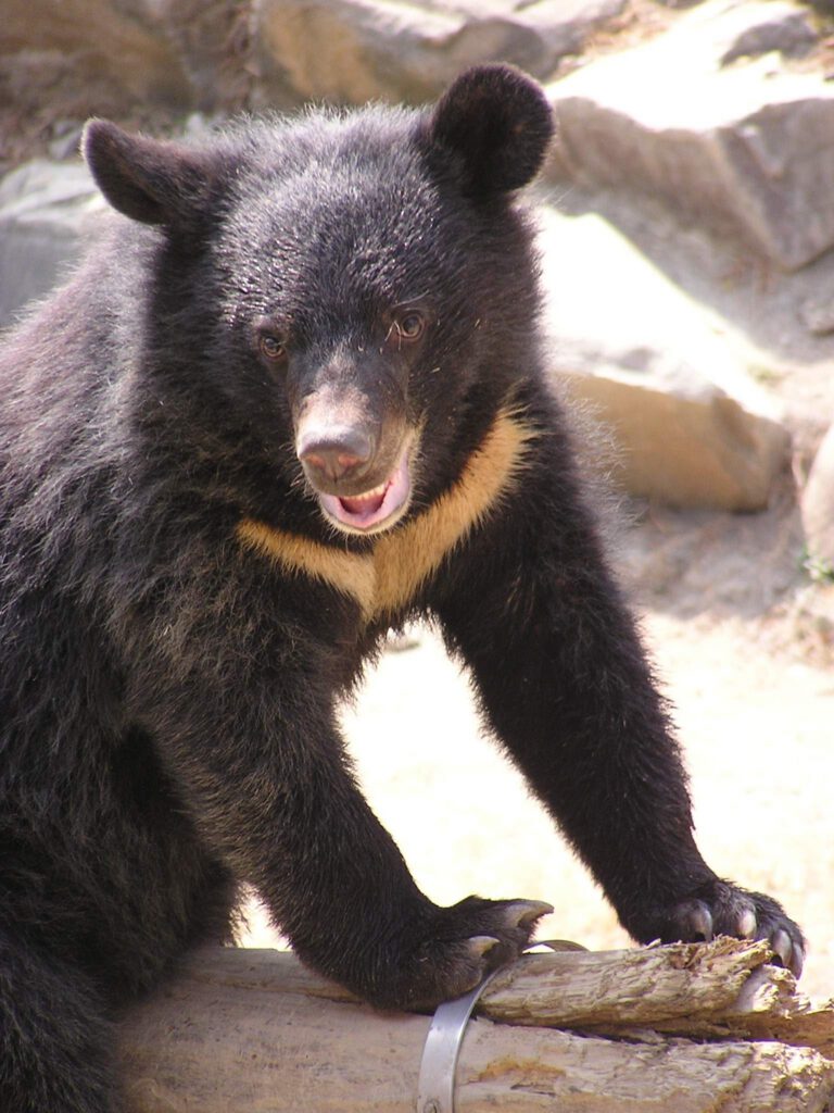 Photo: Formosan black bear