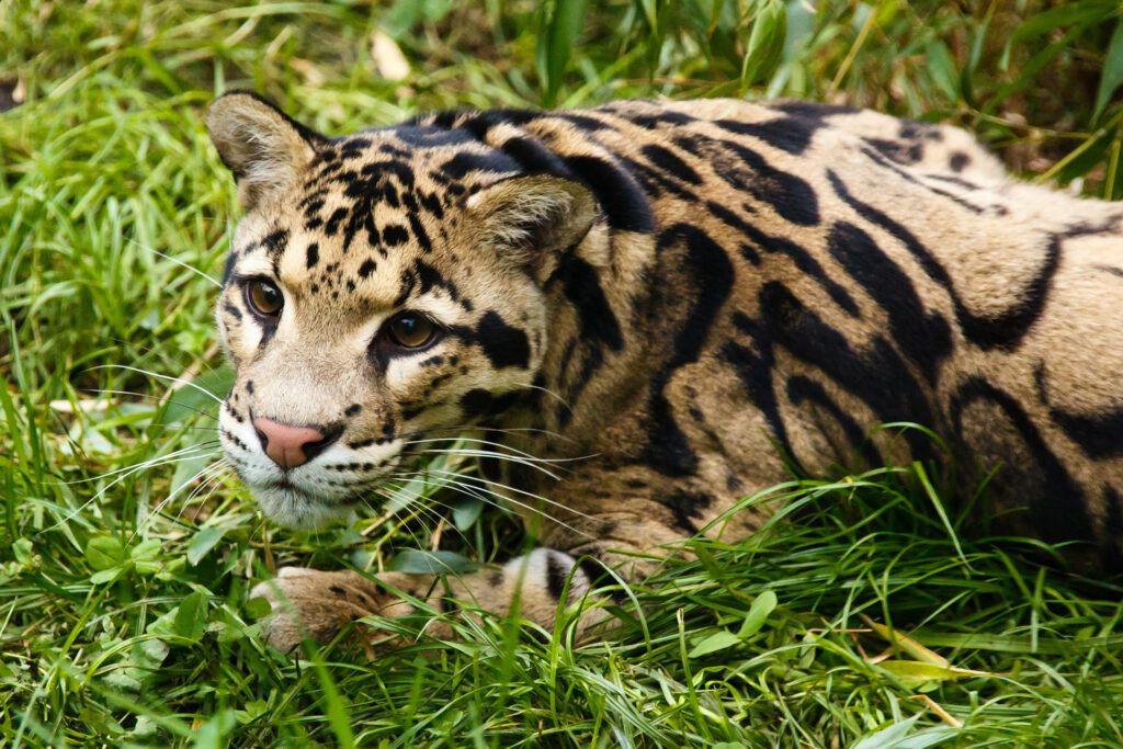 Photo: Clouded leopard