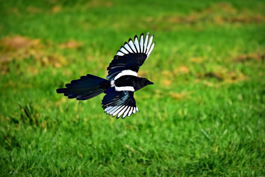 Photo: Flying magpie