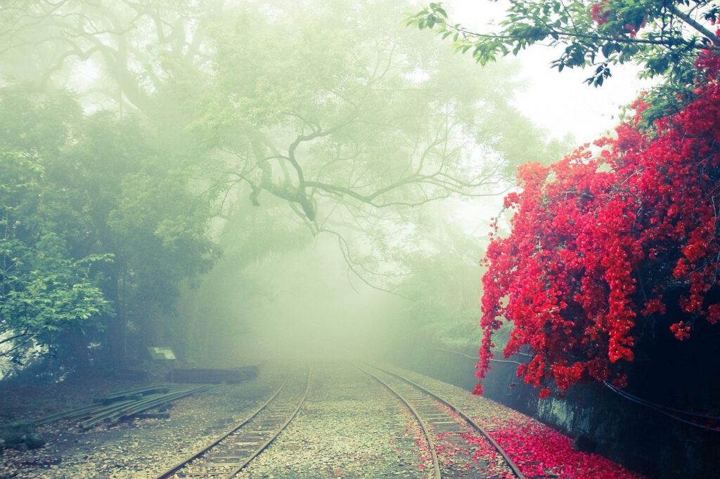 Photo: Taiwan's Mount Ali (Alishan) railway