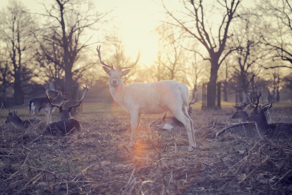 Photo: White stag