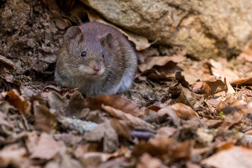 Photo: a rat among foliage