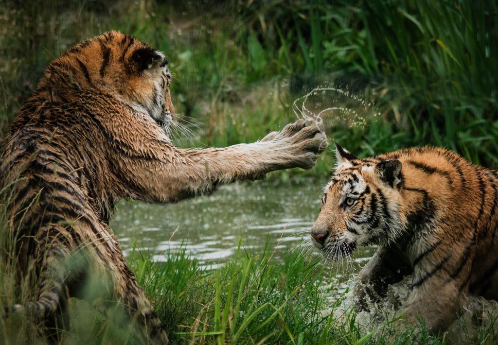 Photo: Two tigers in a swamp