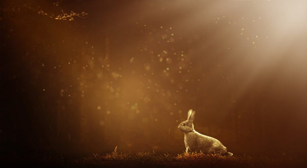 Photo: Rabbit in the woods