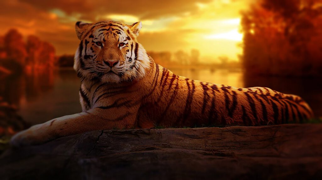 Photo: Tiger and sunset